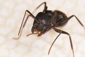 Бешеные муравьи перегрызли Америку