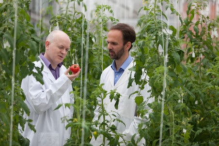 За десять лет профессор Грэхэм Сеймур (слева) и доктор Джерард Бишоп узнали у помидорах все