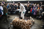 Селекционеры зоопарка Копенгагена объяснили, почему они убили жирафа Мариуса