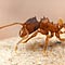 myrmecos.net