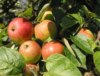 Яблоки с кальвадосом