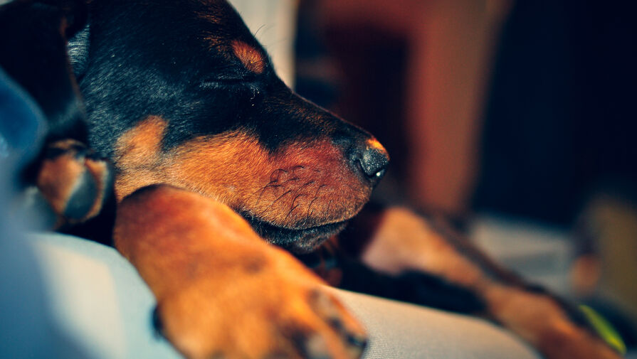 Джо Байден и его супруга Джилл взяли из приюта двух щенков лабрадора