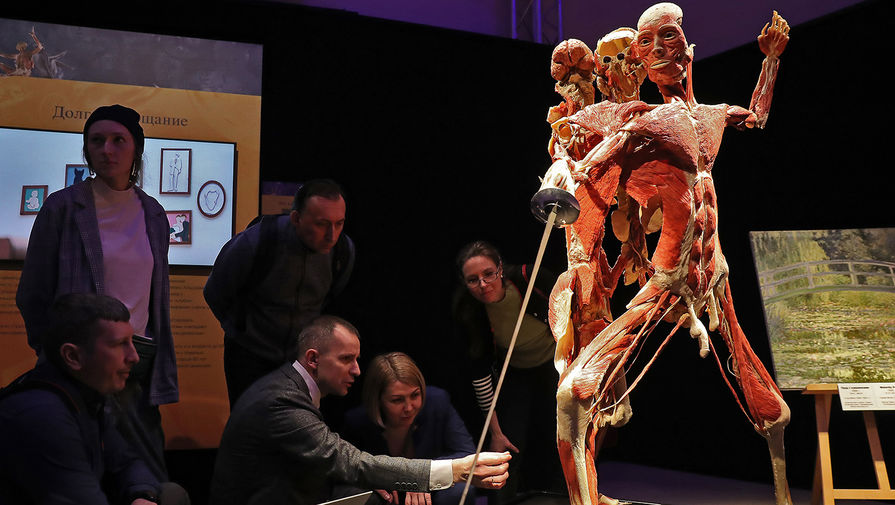 Экспонаты анатомической выставки доктора Гюнтера фон Хагенса «Мир тела» (Body Worlds) на ВДНХ в Москве