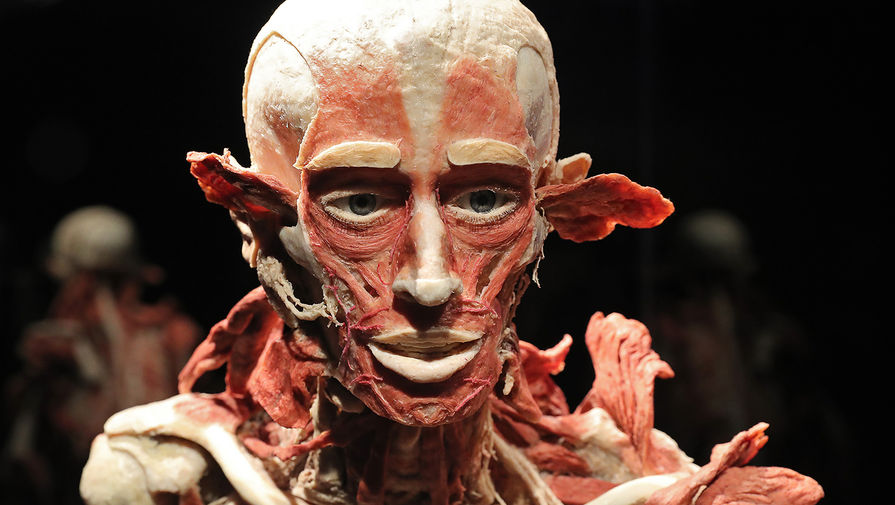 Экспонат анатомической выставки доктора Гюнтера фон Хагенса «Мир тела» (Body Worlds) на ВДНХ в Москве