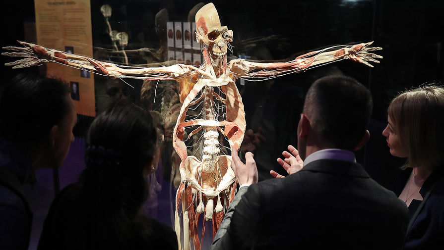 Экспонат анатомической выставки доктора Гюнтера фон Хагенса «Мир тела» (Body Worlds) на ВДНХ в Москве