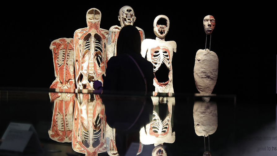 Экспонаты анатомической выставки доктора Гюнтера фон Хагенса «Мир тела» (Body Worlds) на ВДНХ в Москве