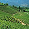 vintuswines.com