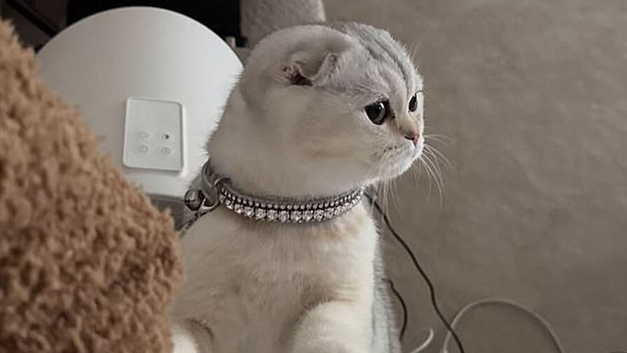 Модель Кайли Дженнер осудили за то, что она относится к кошке как к аксессуару