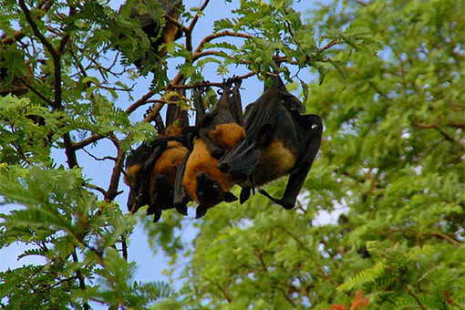 Pteropus giganteus