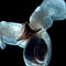 R.Hopcorft/S.Harper/UAF/NOAA/CoML 