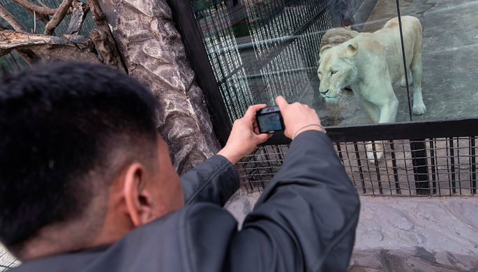 Мужчина фотографирует львицу в Центральном зоопарке Пхеньяна