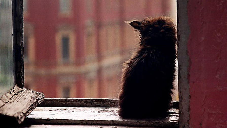 Что чувствуют собаки и кошки