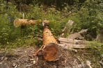 Пока лесные инспекторы замеряют незаконные рубки в лесах, экологи пытаются сохранить деревья, ведя переговоры с заготовщиками