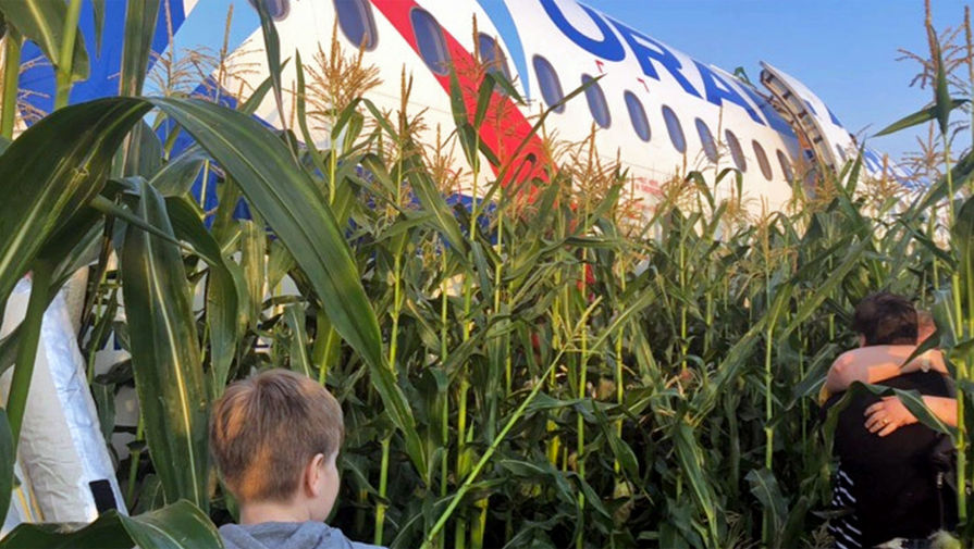 На месте аварийной посадки самолета A321 «Уральских авиалиний» в Подмосковье, 15 августа, 2019 года