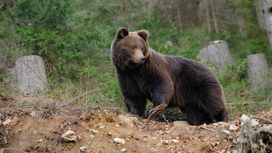 : gazeta.ru