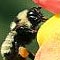 wimbledon-bees.co.uk