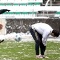 championat.ru
