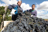 Крымские вина станут в перспективе конкурентами краснодарским