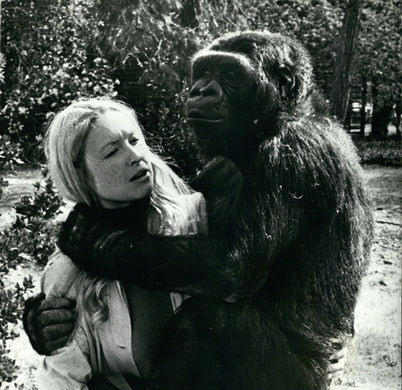 Психолог Франсин Паттерсон и горилла Коко, 1972 год
