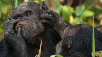 Приближенные альфа-самцов шимпанзе имеют больше прав на самок