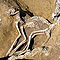 nationalgeographic.com