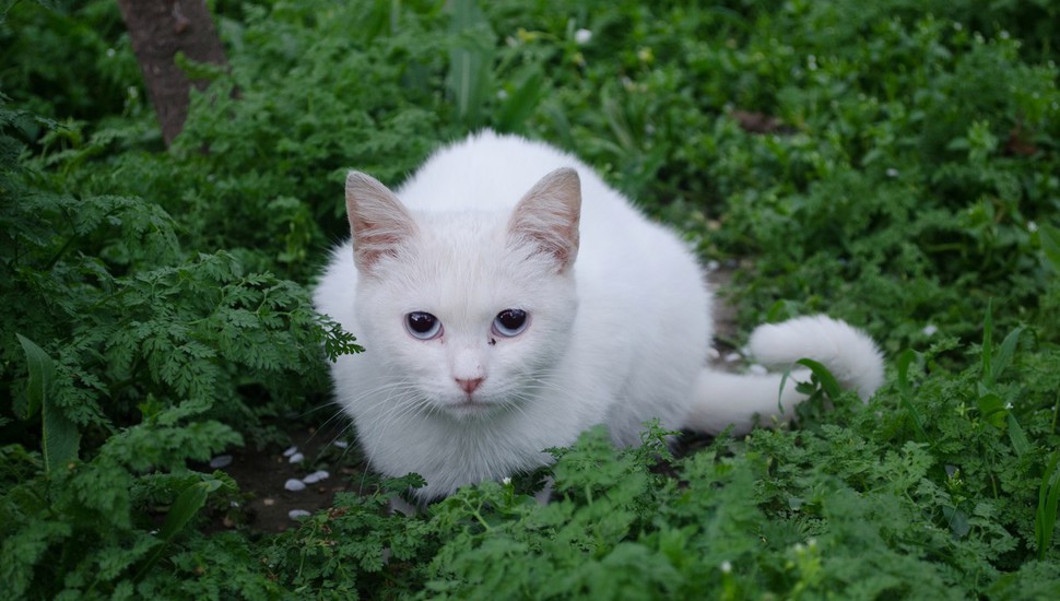 Кошки Махачкалы освоили краудфандинг
