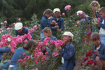 Юные ботаники в розарии «Артека», 1985 год 