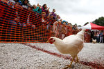 Ежегодные «Куриные бега» в деревне Бонсол в Великобритании
