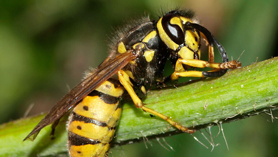 Жало австралийской осы удалили из пальца годовалой девочки в Иркутске 