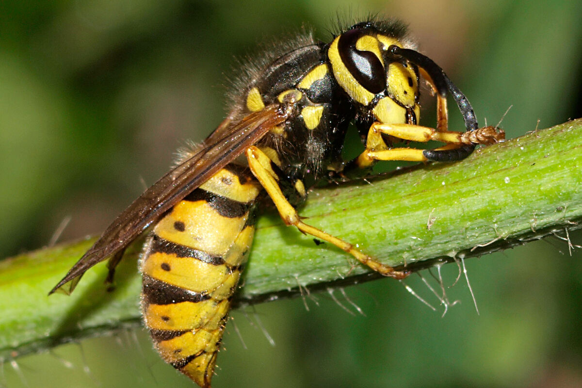 Первая помощь при укусе осы, пчелы