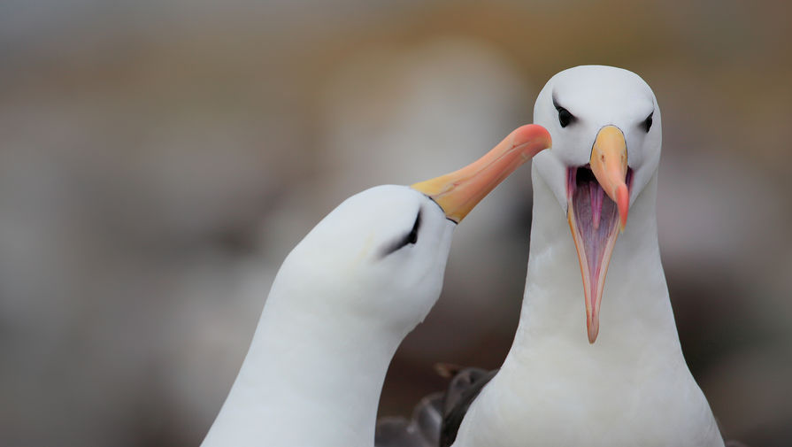 Биологи выяснили, что смелые самцы альбатросов реже разводятся