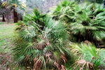 В сочинском дендрарии собрано около двадцати видов пальм