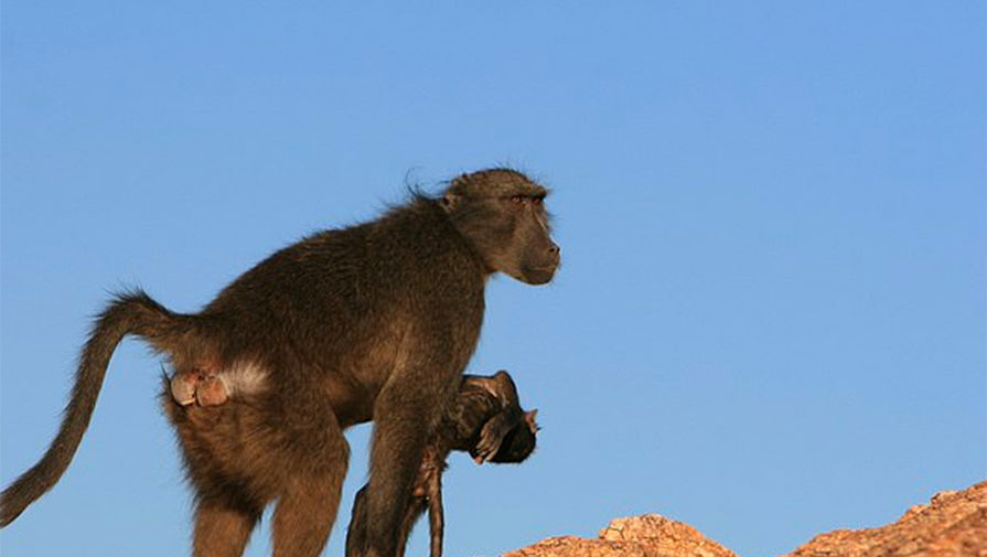Антропологи выяснили, зачем приматы носят с собой трупы детенышей