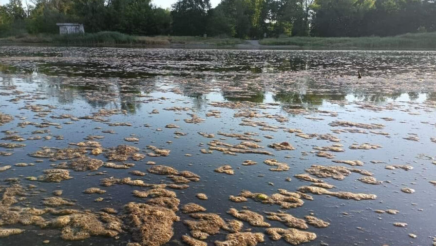 В Германии обвинили Польшу в отравлении реки Одер солями ртути