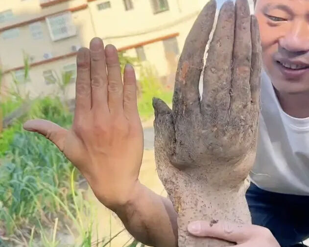 Фермера напугал выкопанный корнеплод в форме руки