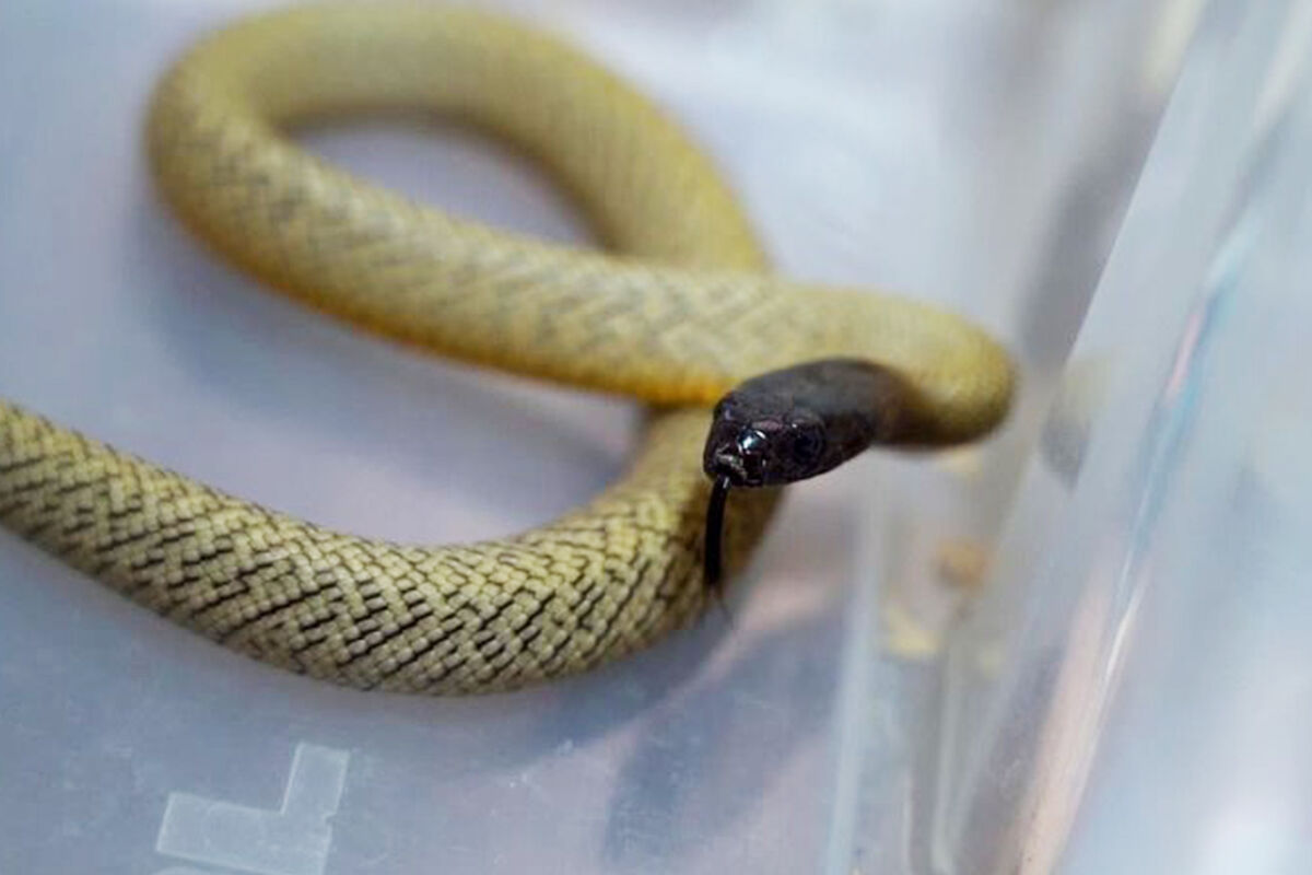 Линзы желтые змея анимэ + контейнер