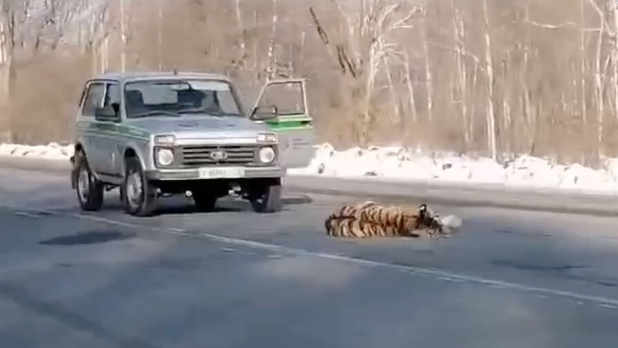 Автомобиль сбил амурского тигра в Хабаровском крае