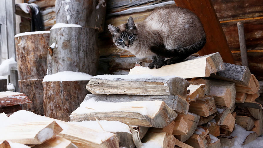 Deutsche Bank: в Германии могут перейти на дрова для обогрева домов зимой