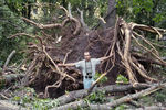 1998 год. Поваленные деревья в результате урагана
