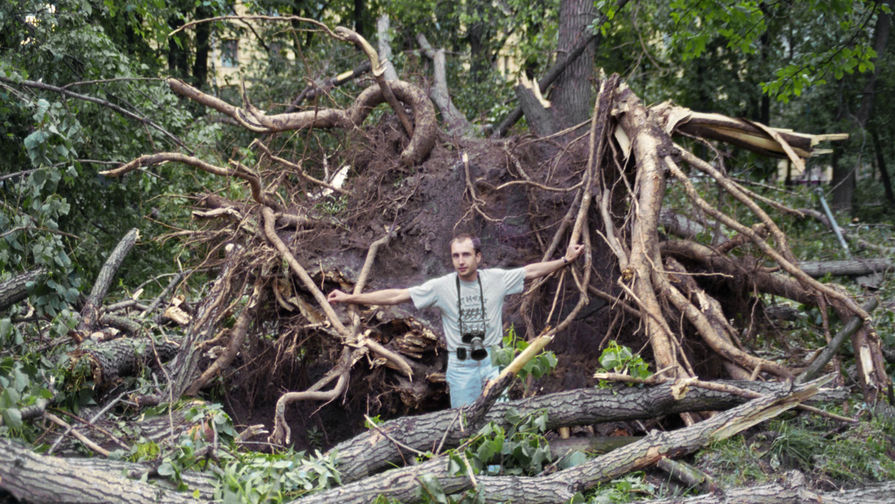 1998 год. Поваленные деревья в&nbsp;результате урагана