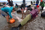 Волонтеры пытаются спасти живых дельфинов