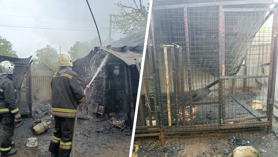 "Соседи кидали петарды": владельцы сгоревшего собачьего приюта в Уфе подозревают поджог