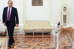 Владимир Путин с собакой Юмэ породы акита-ину перед началом интервью в Кремле телекомпании «Ниппон» и газете «Иомиури» в преддверии официального визита в Японию, 7 декабря 2016 года
