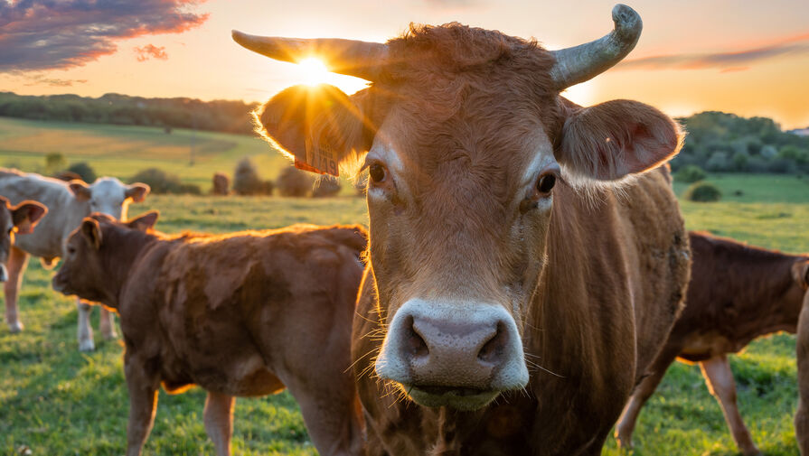 Корова затоптала сотрудницу фермы в Волгоградской области 