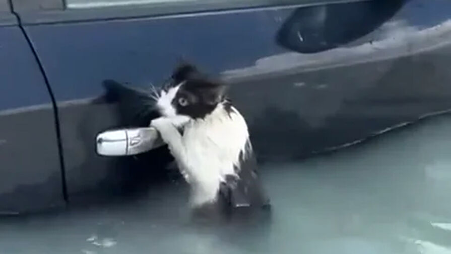 Кот попытался спастись от паводков в Дубае, держась за ручку автомобиля. ВИДЕО