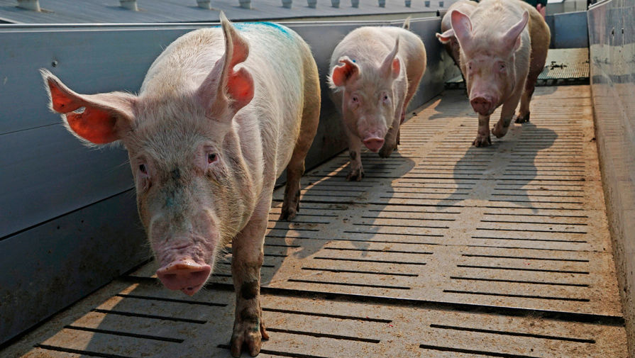 Ассоциация фермеров Германии предупредила граждан о риске дефицита свинины