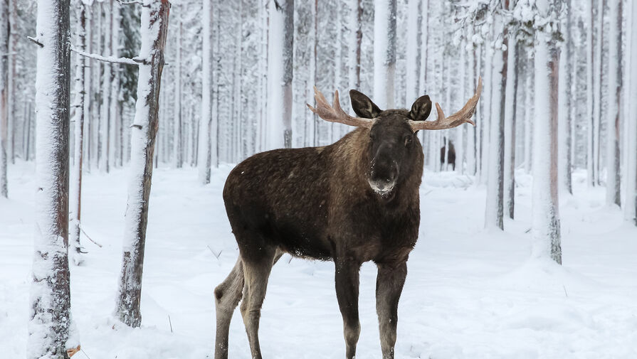 Крупное животное заблокировало проезд пензенцам и попало на видео