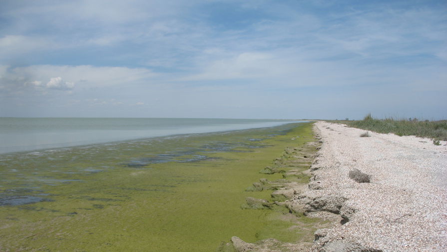 Закрытие Северо-Крымского канала сократило на треть разнообразие водорослей в заливе Сиваш