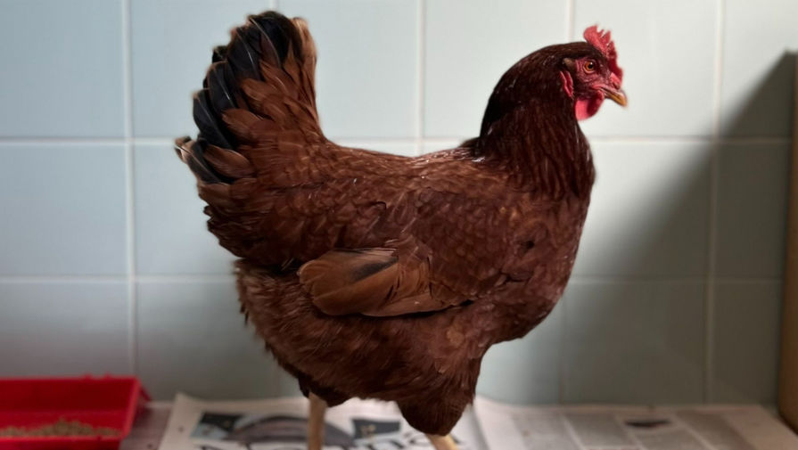 CNN: жители Новой Зеландии скупают куриц для хозяйства на фоне дефицита яиц