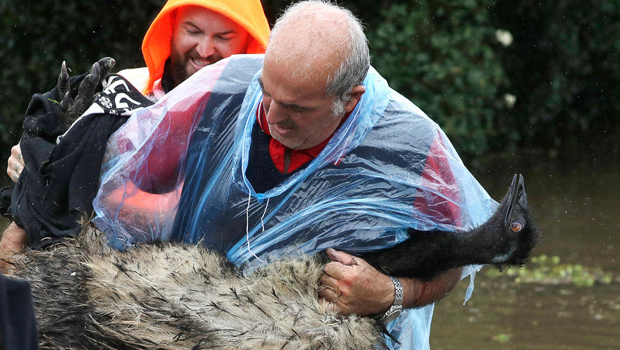 Местный житель несет на руках эму, пострадавшую в результате наводнения, 23 марта 2021 года